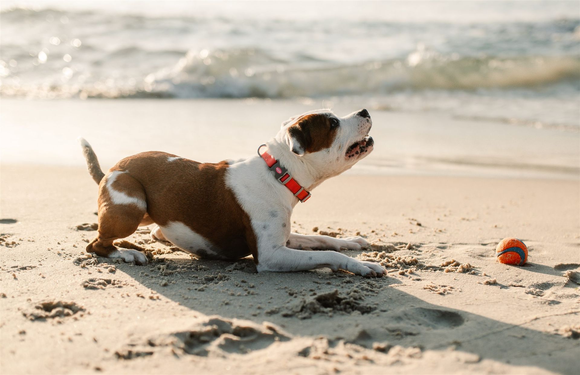 Cachorro na praia