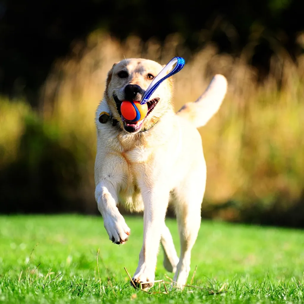 PM ULTRA TUG BALL MD 2.webp