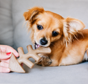 BENEBONE 2-PACK FISHBONE TINY - FOTO FINAL 2.png