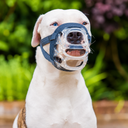 FOCINHEIRA BASKERVILLE INVISA - CACHORRO HETEROCROMIA.png