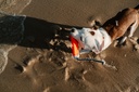 AMPHIBIOUS BUMPER - CACHORRO PRAIA 2.jpg