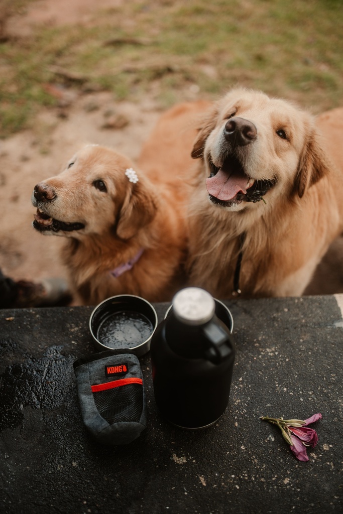 KONG TRAVEL TRAIN TREAT BAG - DOIS CAES MESA.jpg