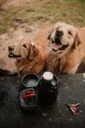 KONG TRAVEL TRAIN TREAT BAG - DOIS CAES MESA.jpg