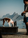 Uso na praia - cao cheirando o bebedouro