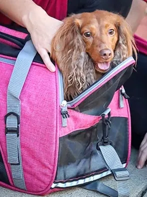 COASTAL BOLSA BERGAN CMFRT CARRIER BERRY 16 2.webp