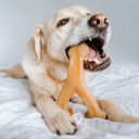 Wishbone Frango - cachorro mordendo na cama
