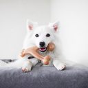 Wishbone Frango - cachorro branco com o brinquedo