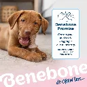 BENEBONE PUPPY 2-PACK MAP+ZAG 4.webp